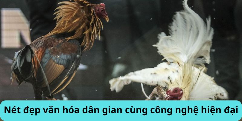 Đá gà – nét đẹp văn hóa